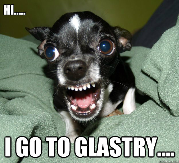 Hi..... I go to Glastry....  Chihuahua Logic