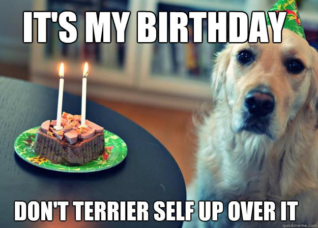 it's my birthday don't terrier self up over it  Sad Birthday Dog
