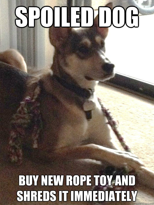 Spoiled dog buy new rope toy and shreds it immediately  Spoiled Dog