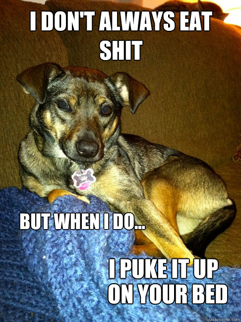 I don't always eat shit but when I do... I puke it up on your bed  The Most Interesting Dog in the World