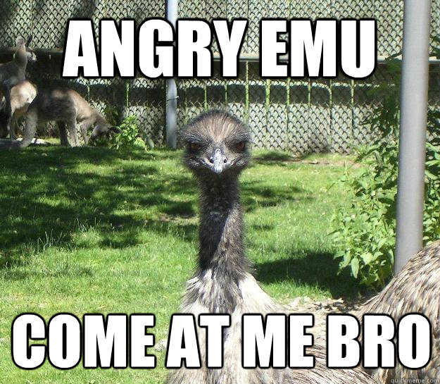 Angry Emu Come at me bro
 - Angry Emu Come at me bro
  Angry Emu