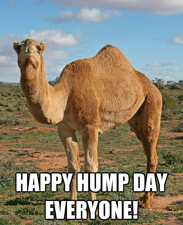  Happy hump day everyone! -  Happy hump day everyone!  Cautious Camel