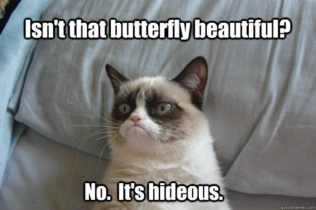Isn't that butterfly beautiful? No.  It's hideous.  tard grumpy cat