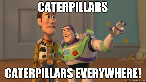 caterpillars caterpillars everywhere!  Everywhere