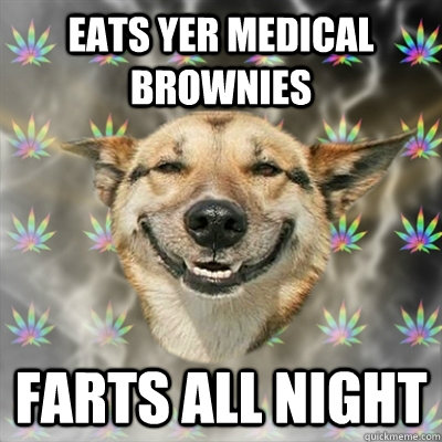 Eats yer medical brownies Farts all night  Stoner Dog