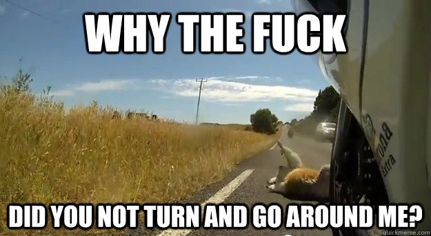 Why the fuck Did you not turn and go around me?  Angry Koala