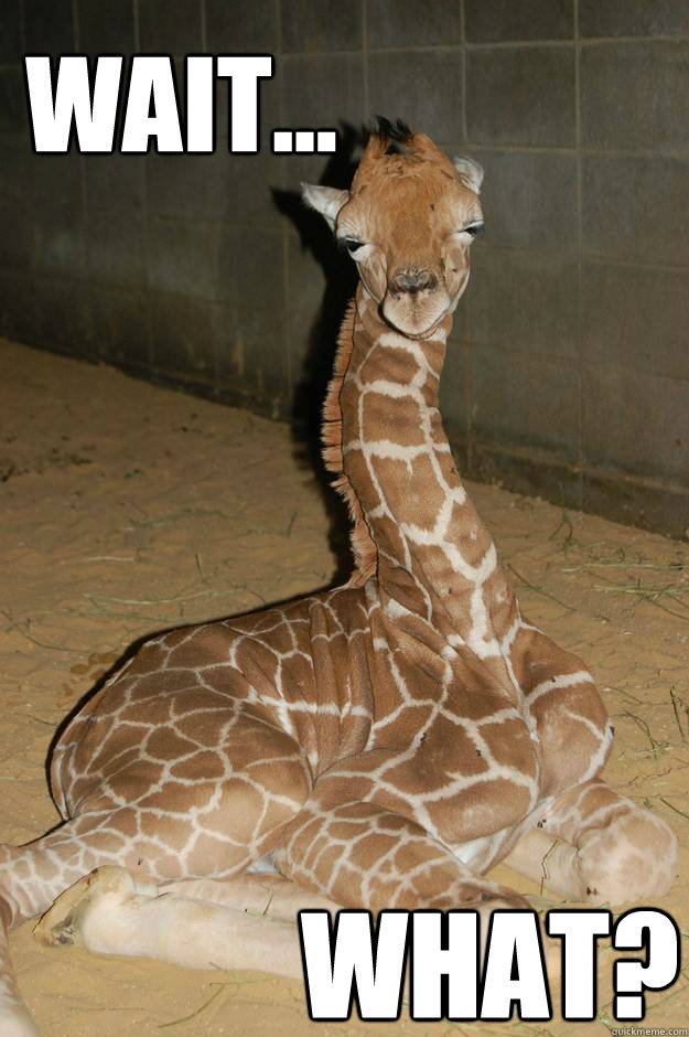 wait... what?  the stoned giraffe