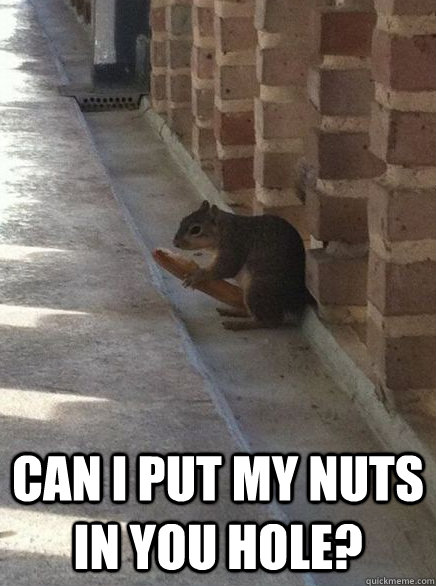  Can I put my nuts in you hole?  Sexual Innuendo Squirrel