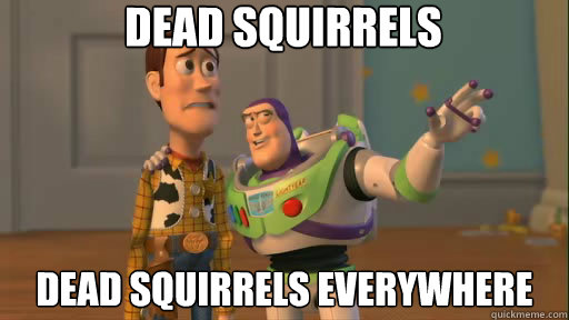 Dead Squirrels Dead squirrels everywhere  Everywhere