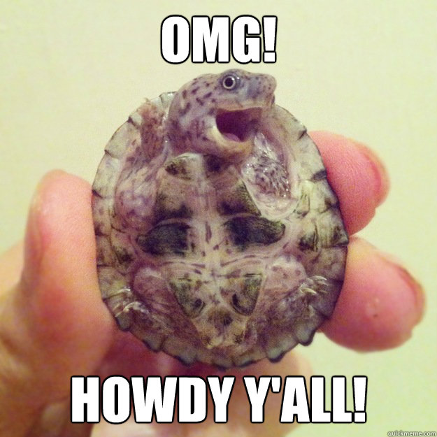Cute turtle memes | quickmeme