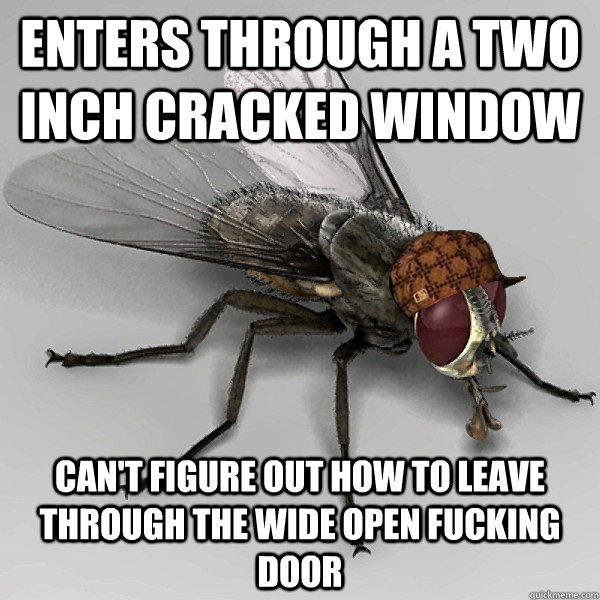 enters through a two inch cracked window can't figure out how to leave through the wide open fucking door   