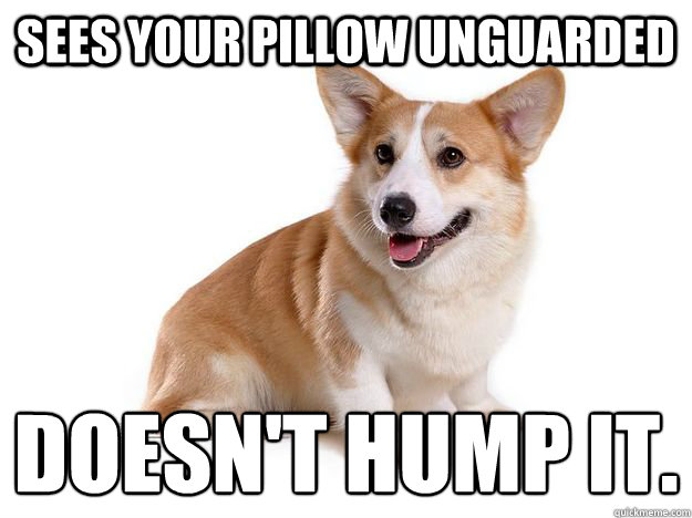 Sees your pillow unguarded Doesn't hump it.
  Good Guy Dog