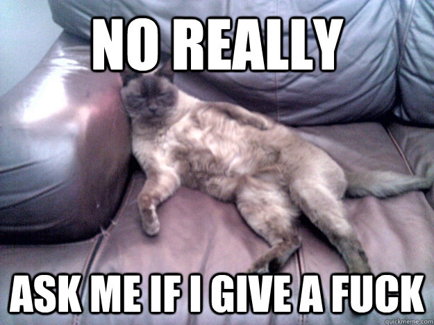 no really ask me if i give a fuck  careless cat