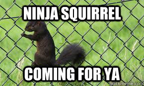 Ninja squirrel coming for ya  - Ninja squirrel coming for ya   ninja squirrel