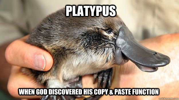 Platypus When God discovered his copy & paste function  Platypus