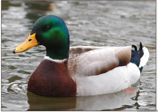   -    Bad-Advice Mallard