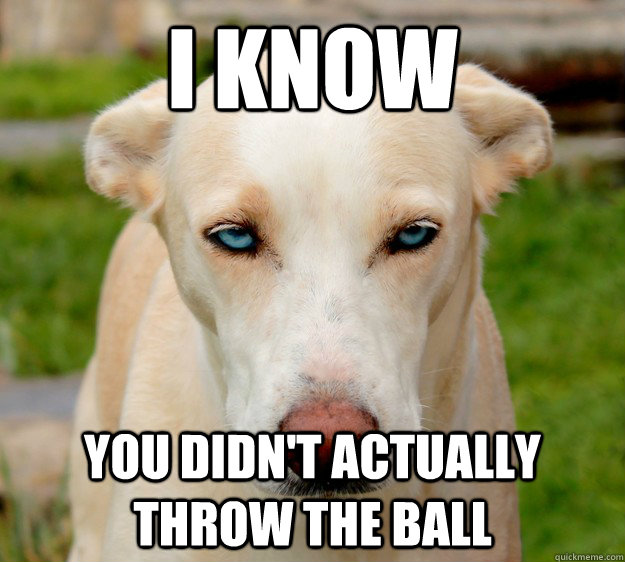 I know you didn't actually throw the ball - I know you didn't actually throw the ball  Disapproving Dog