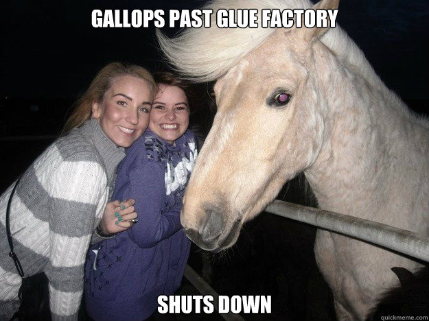 Gallops past Glue Factory Shuts Down  Ridiculously Photogenic Horse