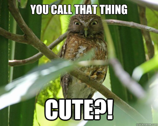 You call that thing Cute?! - You call that thing Cute?!  Disgusted Owl