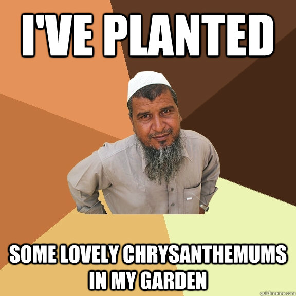 i've planted some lovely chrysanthemums in my garden   Ordinary Muslim Man