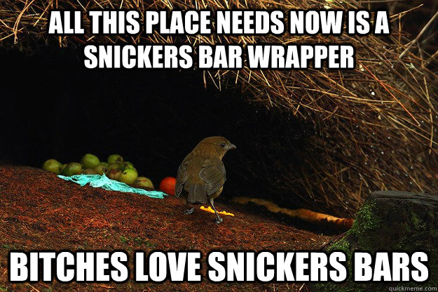 All this place needs now is a snickers bar wrapper Bitches love snickers bars - All this place needs now is a snickers bar wrapper Bitches love snickers bars  Beguiling Bowerbird