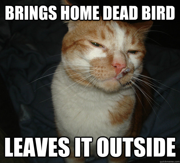 brings home dead bird leaves it outside  Cool Cat Craig