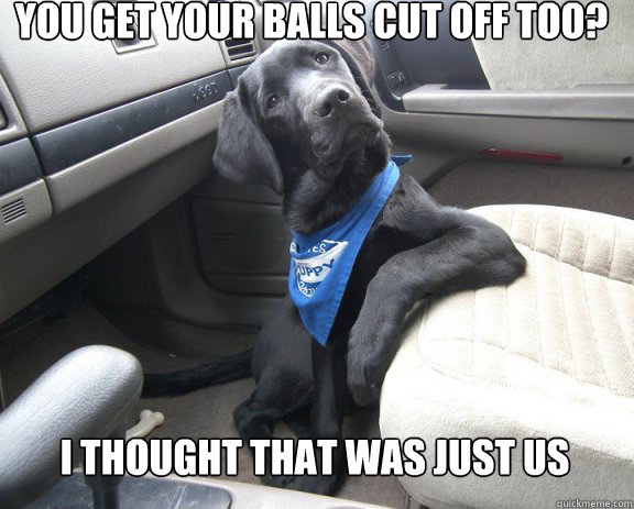You get your balls cut off too? I thought that was just us - You get your balls cut off too? I thought that was just us  Easily Convinced Dog