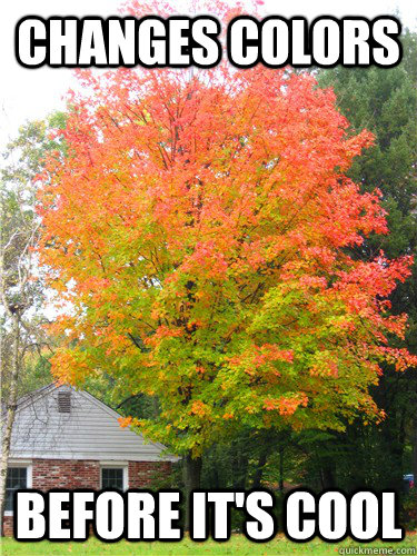 Changes colors Before it's cool  Hipster Tree
