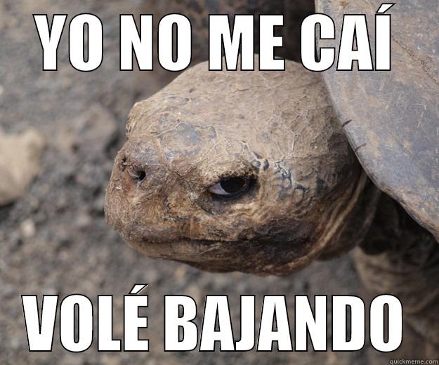 YO NO ME CAÍ VOLÉ BAJANDO Angry Turtle