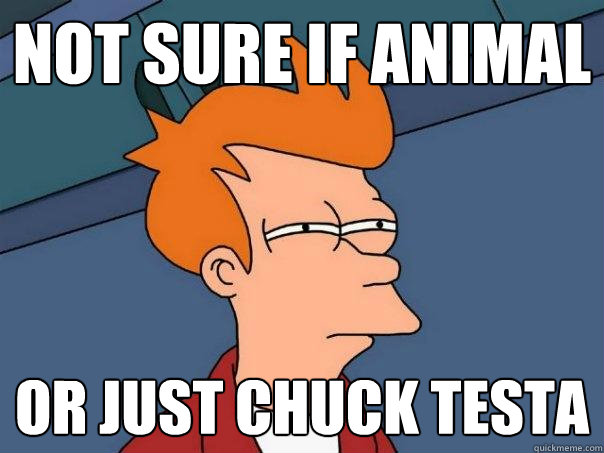 Not sure if animal or just chuck testa  Futurama Fry