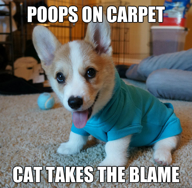 poops on carpet cat takes the blame - poops on carpet cat takes the blame  Ridiculously Photogenic Dog