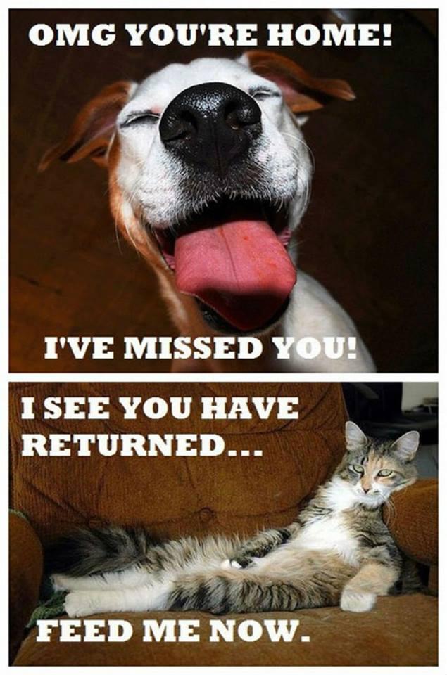 Why I prefer dogs over cats. -   Misc