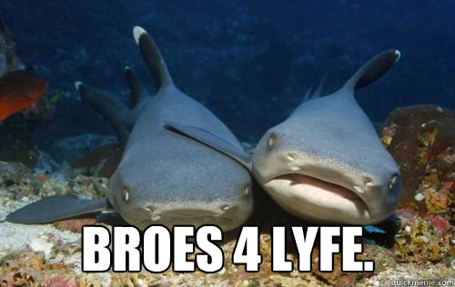  Broes 4 lyfe.  Compassionate Shark Friend