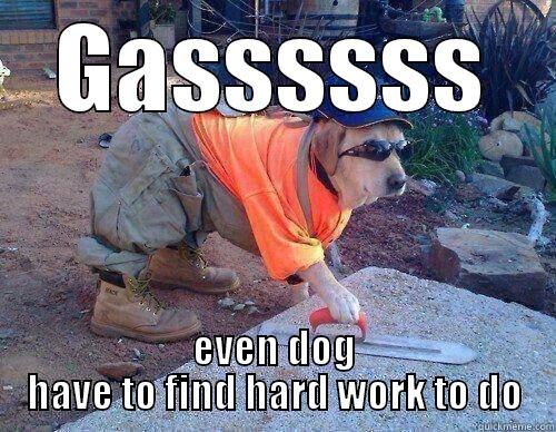 GASSSSSS EVEN DOG HAVE TO FIND HARD WORK TO DO Actual Advice Mallard