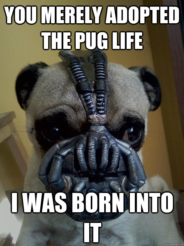 You merely adopted the Pug Life I was born into it - You merely adopted the Pug Life I was born into it  bane pug