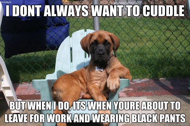 i dont always want to cuddle but when i do, its when youre about to leave for work and wearing black pants  The Most Interesting Dog in the World