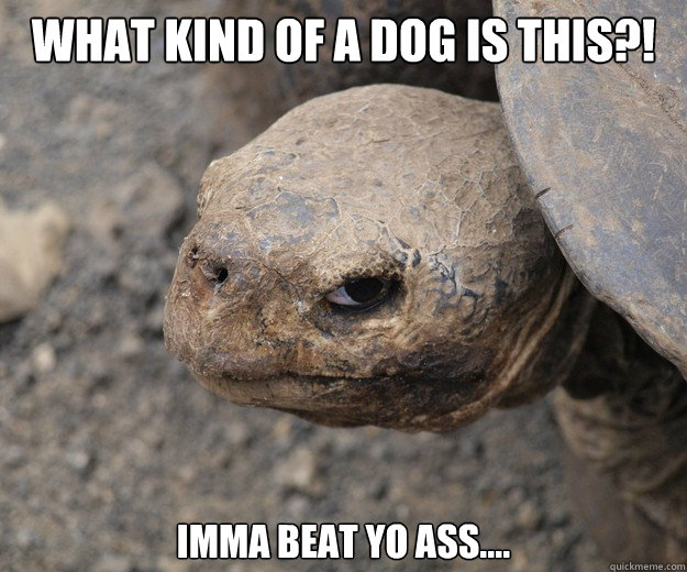 What kind of a dog is this?! imma beat yo ass....  Insanity Tortoise