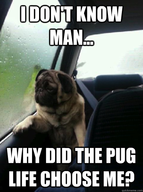 I don't know man... why did the pug life choose me?  Introspective Pug