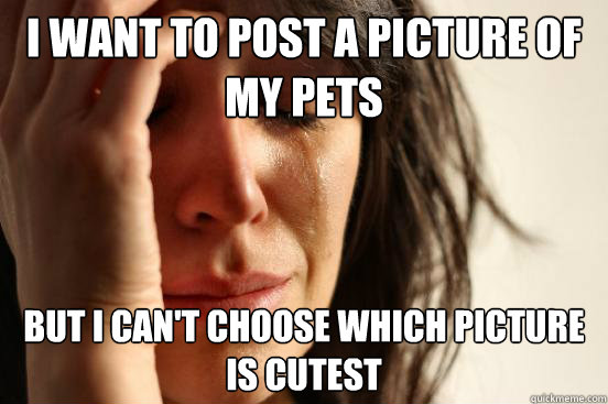 I want to post a picture of my pets But I can't choose which picture is cutest  First World Problems