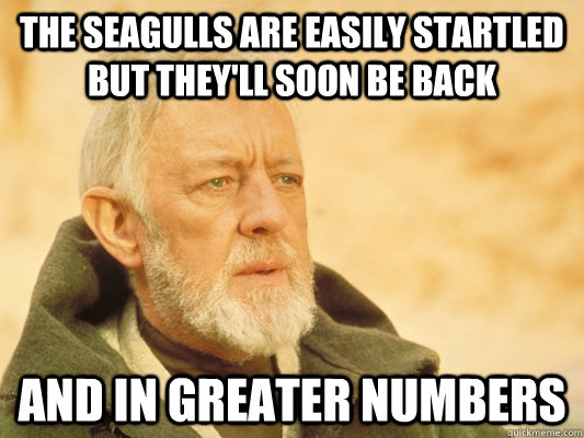 the seagulls are easily startled but they'll soon be back and in greater numbers - the seagulls are easily startled but they'll soon be back and in greater numbers  Obi Wan