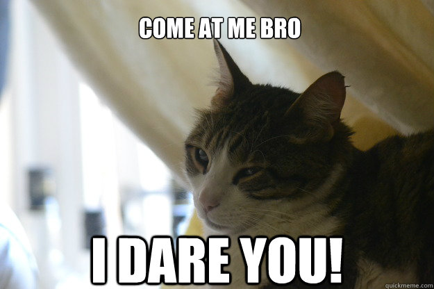 Come at me bro I dare you!  Angry Cat