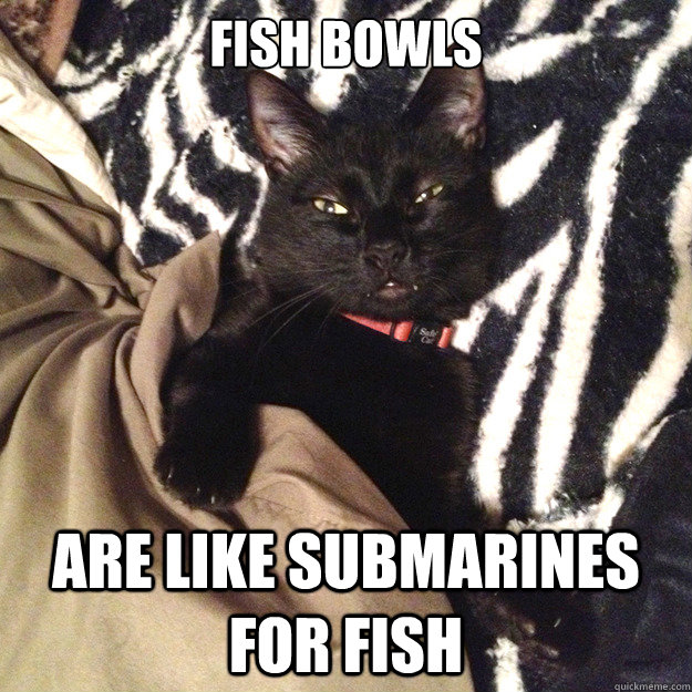 Fish bowls are like submarines for fish - Fish bowls are like submarines for fish  10 cat