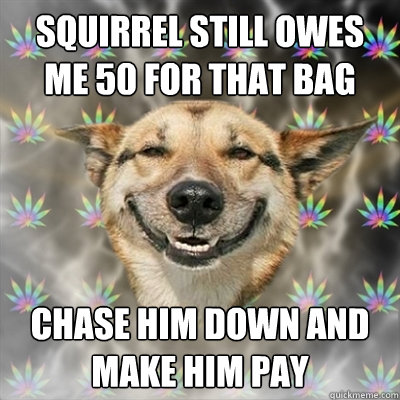 squirrel still owes me 50 for that bag chase him down and make him pay - squirrel still owes me 50 for that bag chase him down and make him pay  Stoner Dog