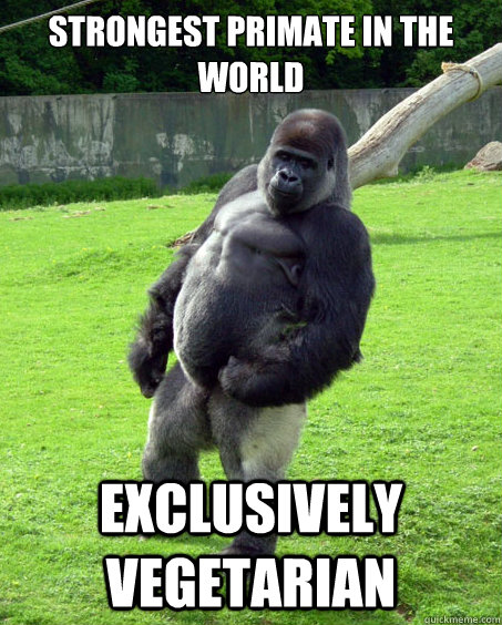 Strongest primate in the world Exclusively vegetarian  Success Gorilla