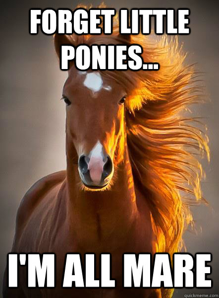 Forget Little Ponies... I'm All Mare  Ridiculously Photogenic Horse