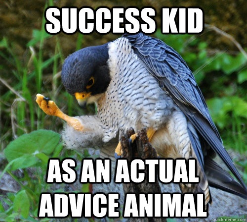Success Kid As an actual advice animal  Success Falcon