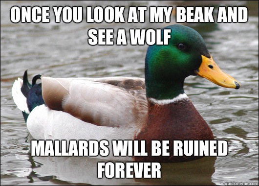 Once you look at my beak and see a wolf Mallards will be ruined forever  Actual Advice Mallard