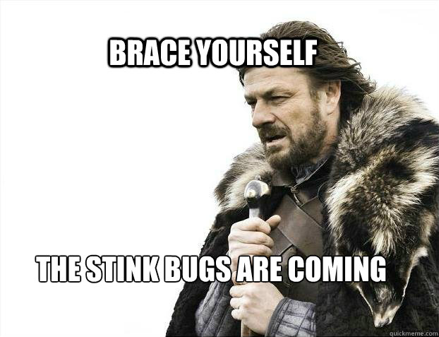 BRACE YOURSELF the stink bugs are coming    BRACE YOURSELF TIMELINE POSTS