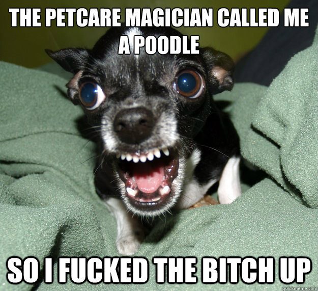 The petcare magician Called me a poodle so i fucked the bitch up  Chihuahua Logic