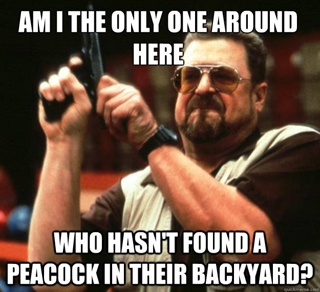 Am I the only one around here who hasn't found a peacock in their backyard?  Walter